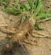 Health Benefits Of Horseradish